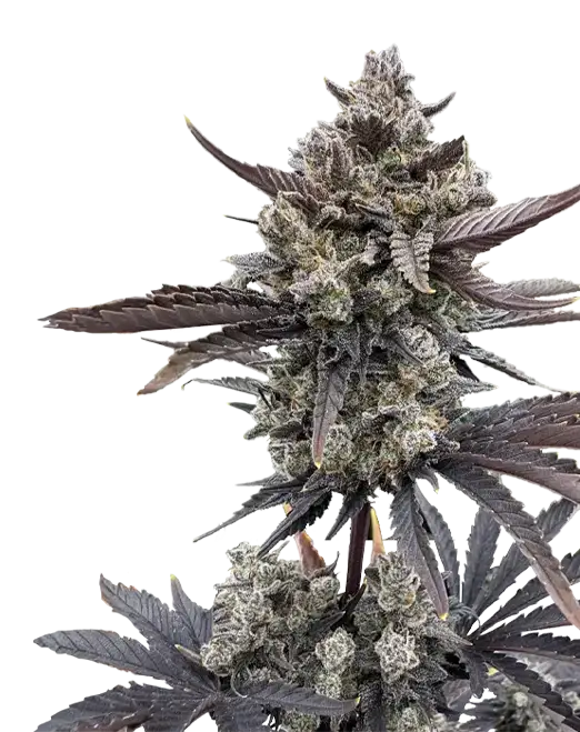 Banana Purple Punch Auto RF3