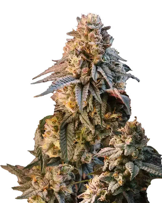 Lemon Cherry Runtz