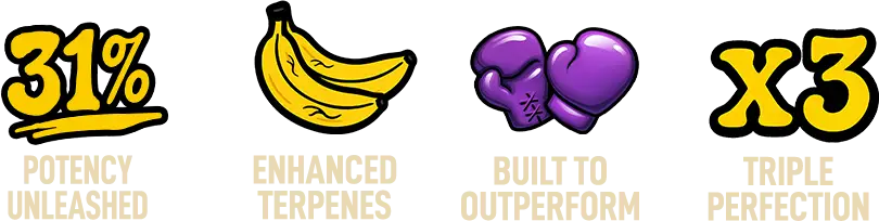 Tech of New Strain Biscotti Gelato