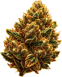 Mendo Cherry Cookies Auto - Extreme Potency