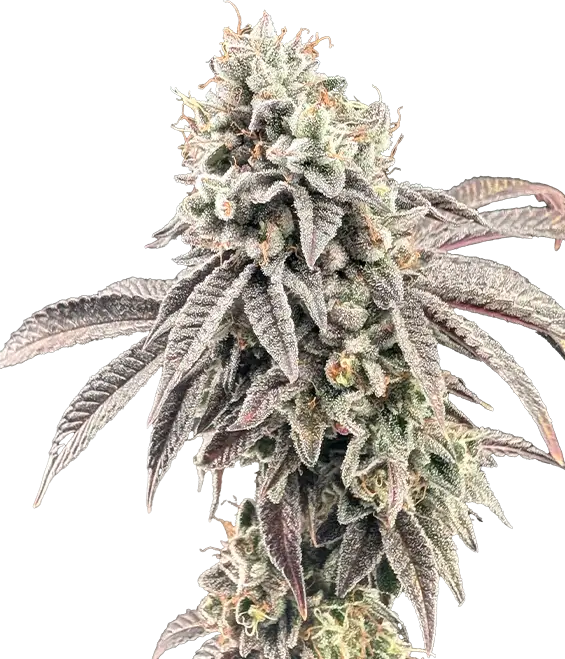 Garlic Mint Sherbet™