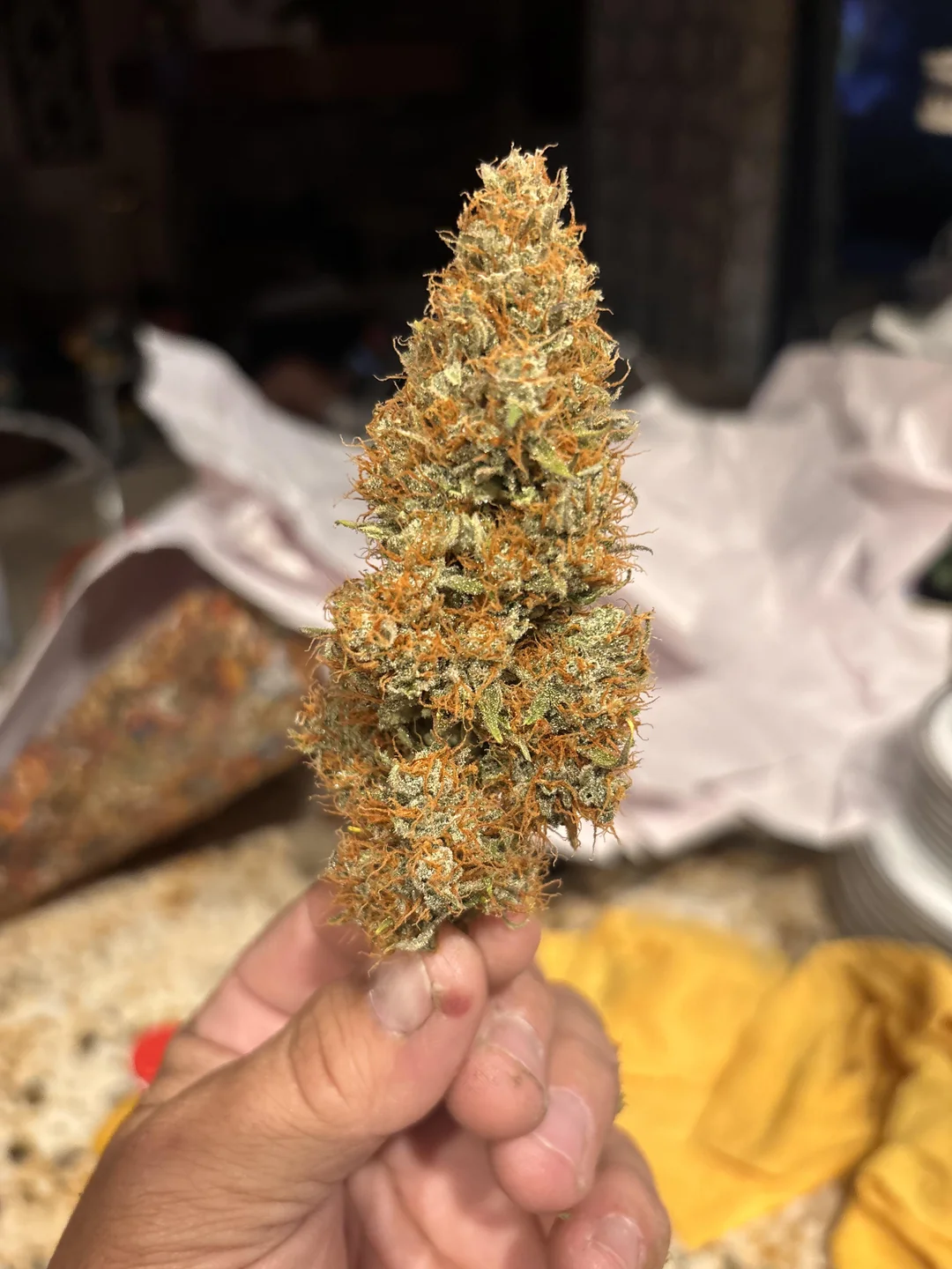 Top cola of Gorilla Zskittlez Auto, dense with orange hairs