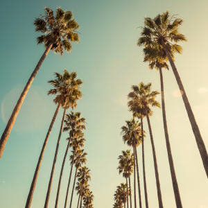 Fast Buds I Can't Resist