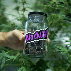 Asia International Hemp Expo & Forum 2023