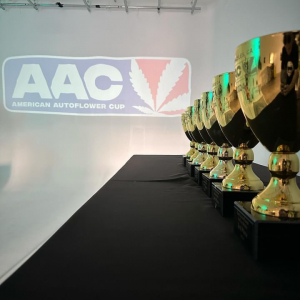 American Autoflower Cup 2024