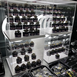 Autoflower World Cup 2024