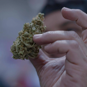 Expo Weed Chile 2023