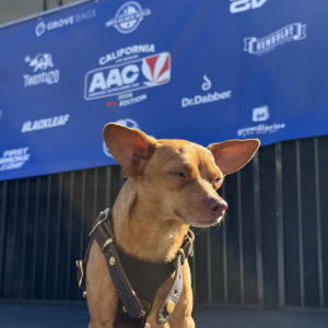 American Autoflower Cup 2026