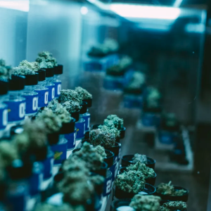 American Autoflower Cup 2026