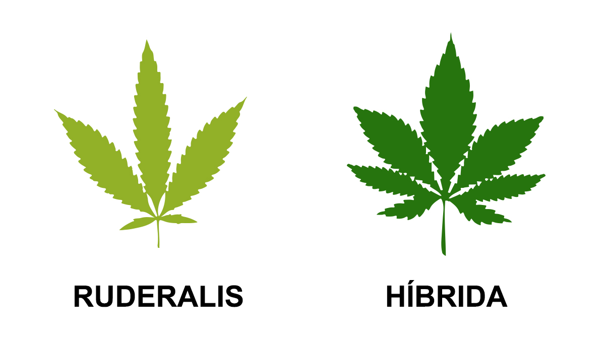 Cannabis ruderalis e hibridas
