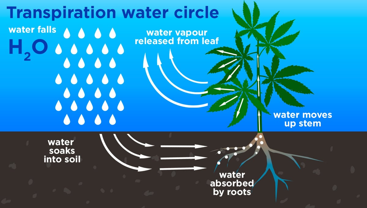 How Cannabis Plants Use Water And What To Know: Transpiration Water Cycle