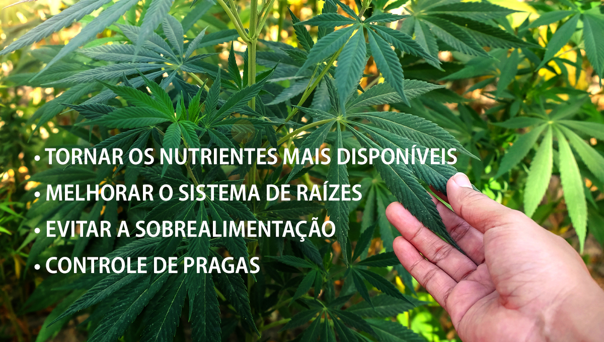 Benefícios dos microorganismos: beneficios Benefícios dos microorganismos: beneficios