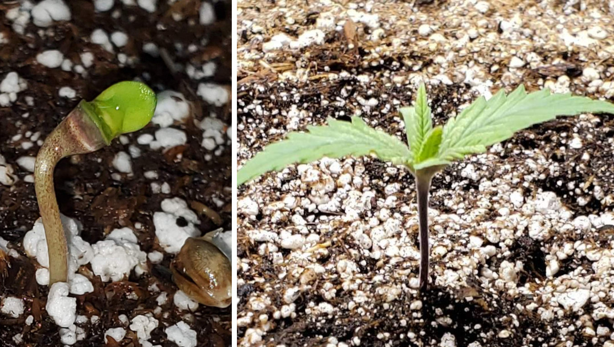 Gelato Auto Cannabis Strain Week-by-Week Guide: A weed seedling on day 1 and day 7 Gelato Auto Cannabis Strain Week-by-Week Guide: A weed seedling on day 1 and day 7