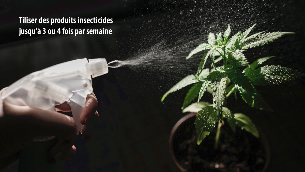 Les acariens: comment y faire face