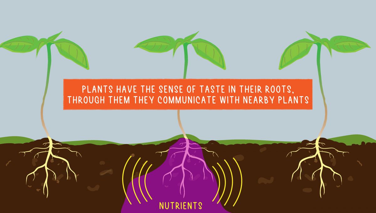 Can cannabis plants think?: taste Can cannabis plants think?: taste