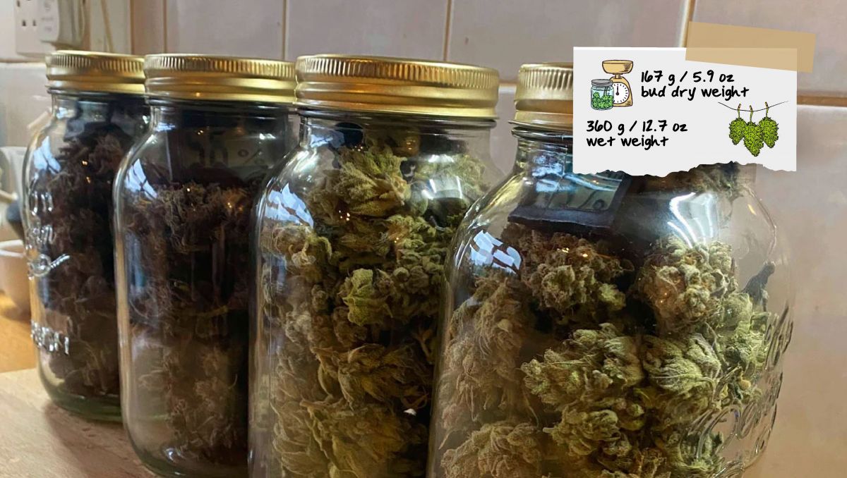 Gorilla Cookies Auto Cannabis Strain Week-by-Week Guide: Mason jars filled with bud