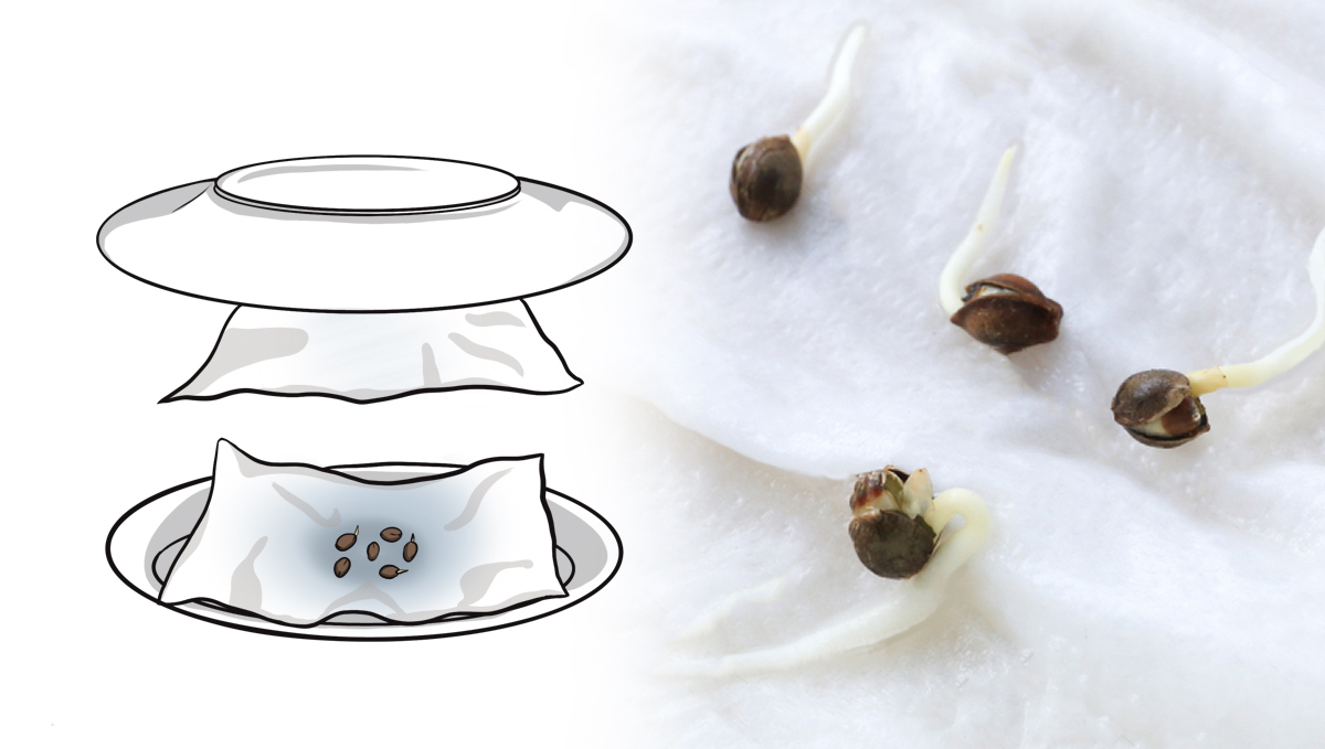 Keimungsanleitung: Papierhandtuch-Methode