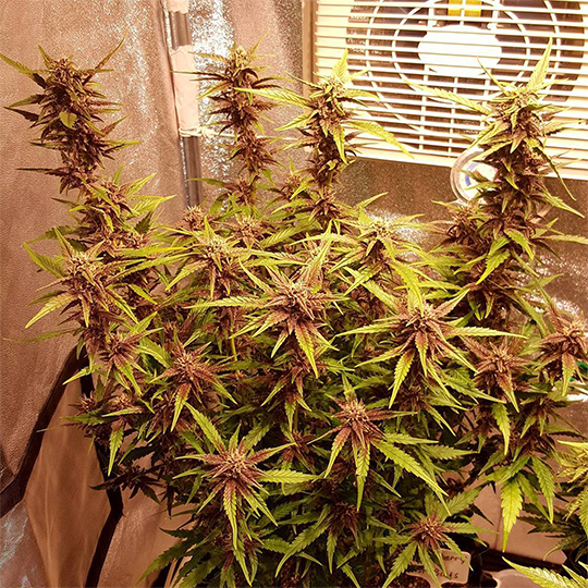 Fast Buds' Autoflower Blueberry, Fastberry