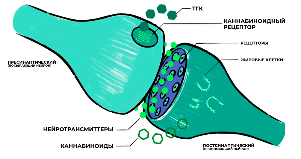 Non-marijuana cannabinoids: endocannabinoid system