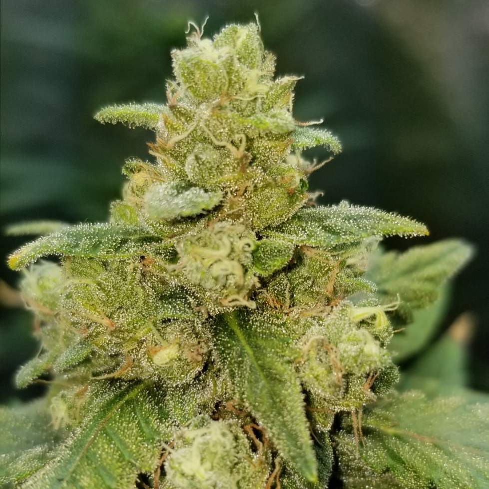 Fastbuds gorilla glue by vapeclouds.jpg