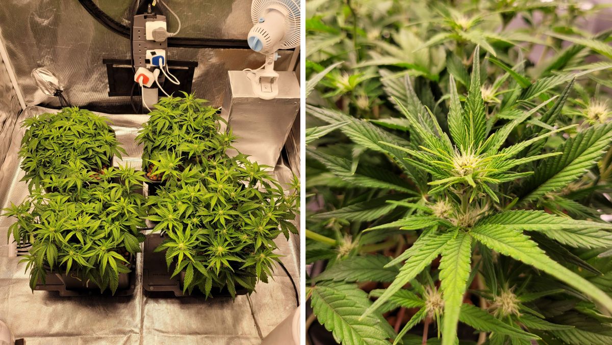 Gorilla Cookies Auto Cannabis Strain Week-by-Week Guide: All but one are flowering