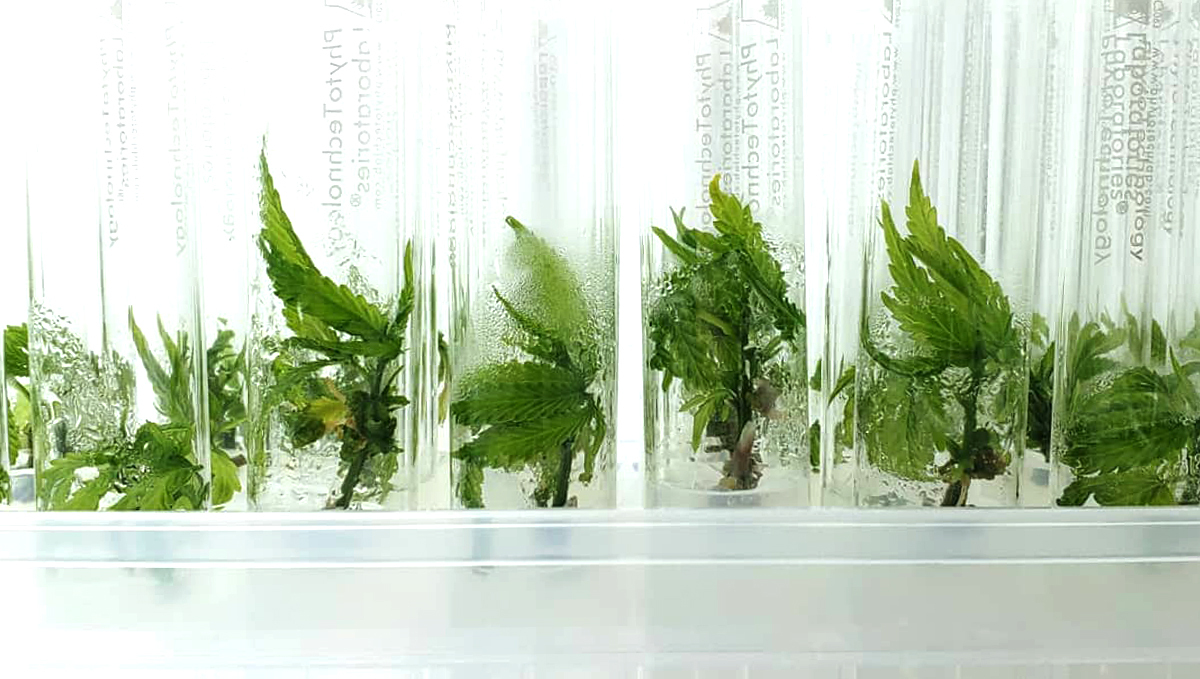 Cannabis plant tissue culture: what is it? Cannabis plant tissue culture: what is it?
