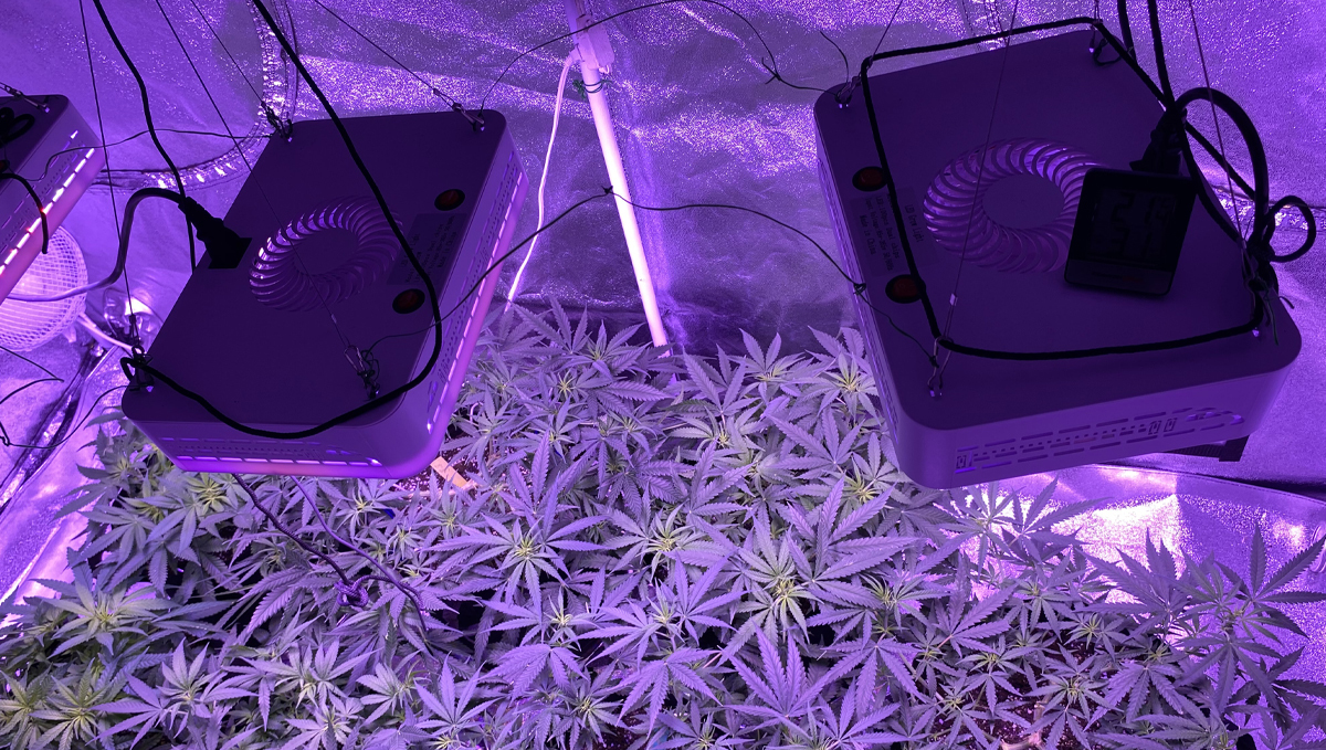 Grow Autoflowers with LEDs: leds with fans Grow Autoflowers with LEDs: leds with fans