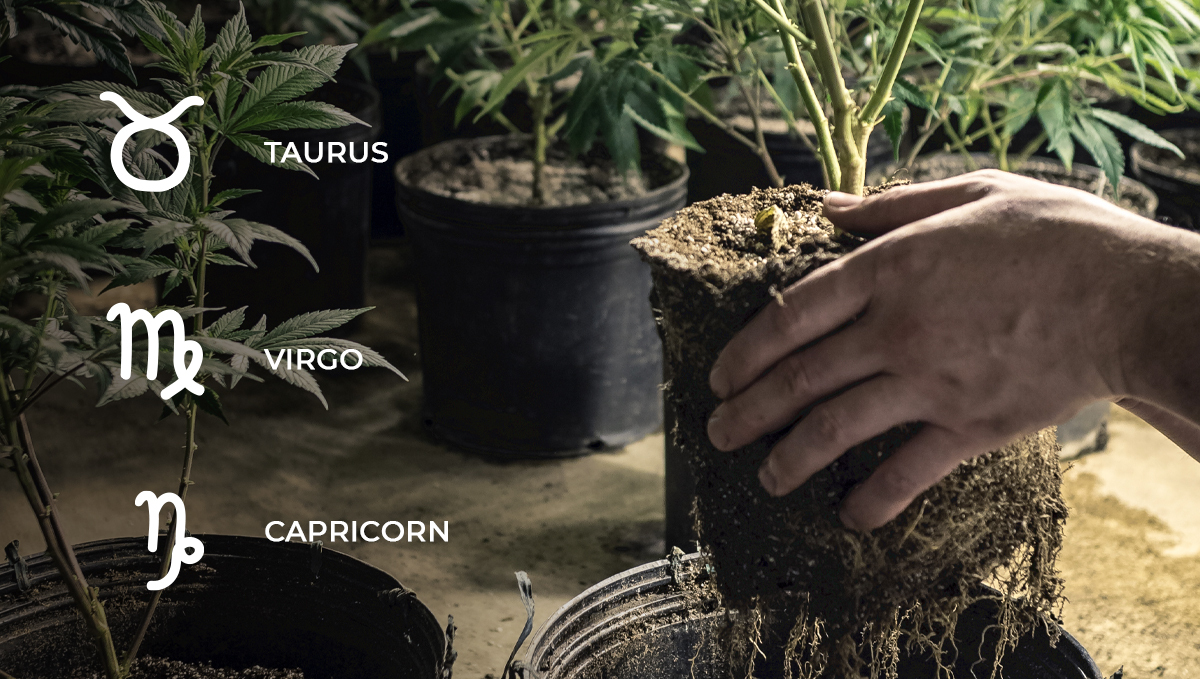 Lunar calendar: root days Calendario lunare: giorni di radici