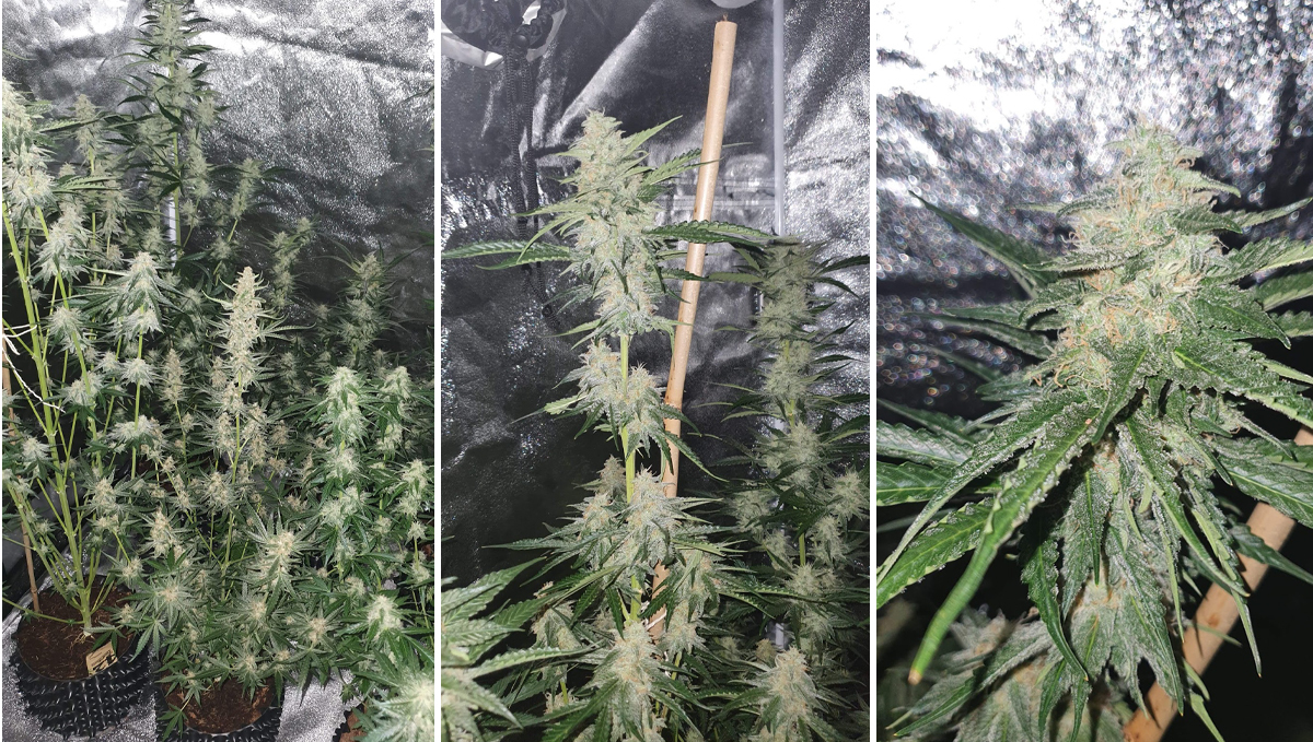 Cheese Auto: week 9 Cheese Auto: week 9