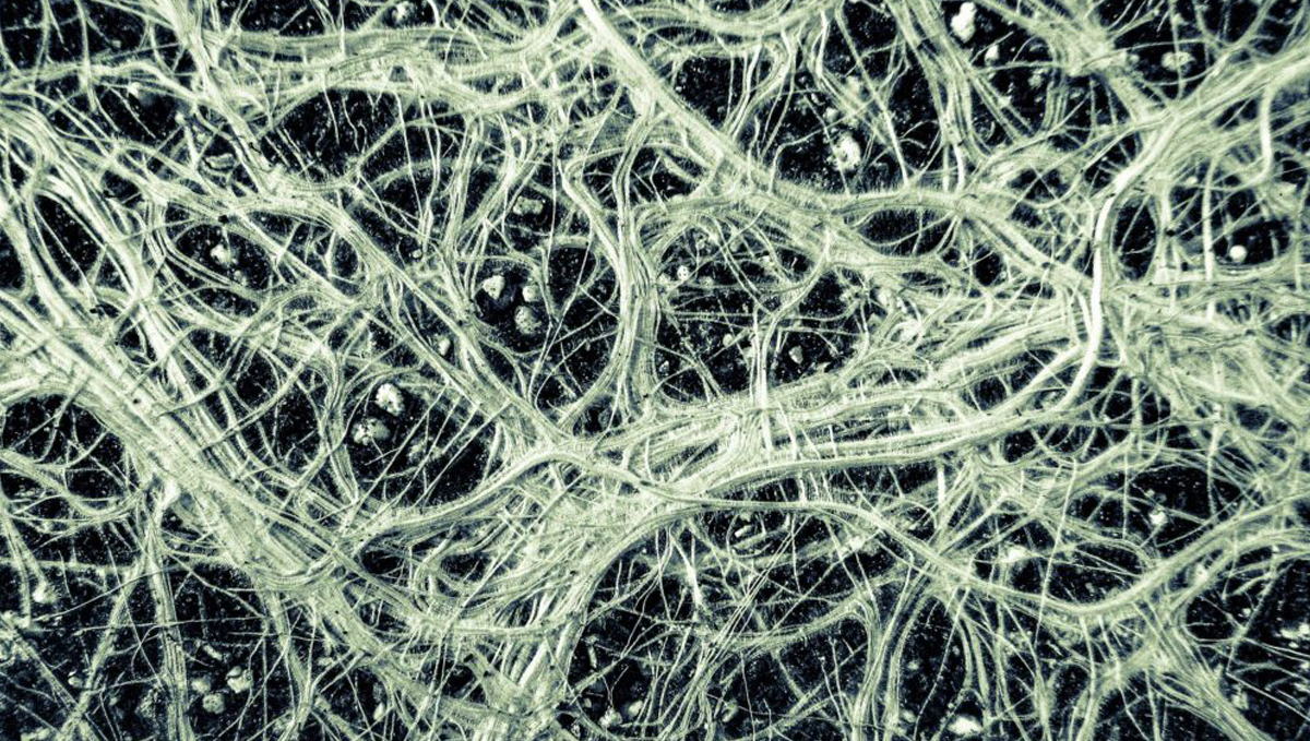 Cannabis and mycorrhizae: imo 2