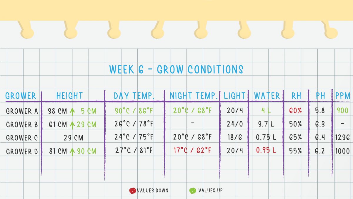 Orange Sherbet Auto Cannabis Strain Week-by-Week Guide: Week 6 grow conditions Orange Sherbet Auto Cannabis Strain Week-by-Week Guide: Week 6 grow conditions