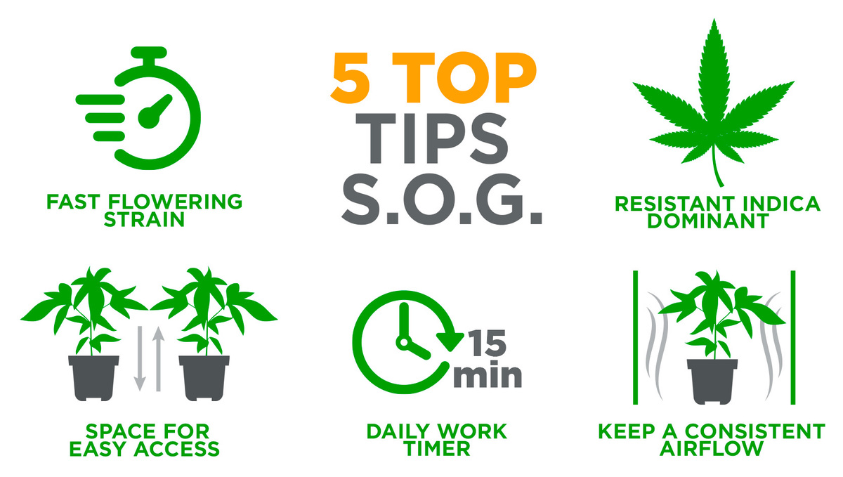 Benefits of Growing Autoflowering Cannabis In a Sea of Green: 5 Top Tips Benefits of Growing Autoflowering Cannabis In a Sea of Green: 5 Top Tips