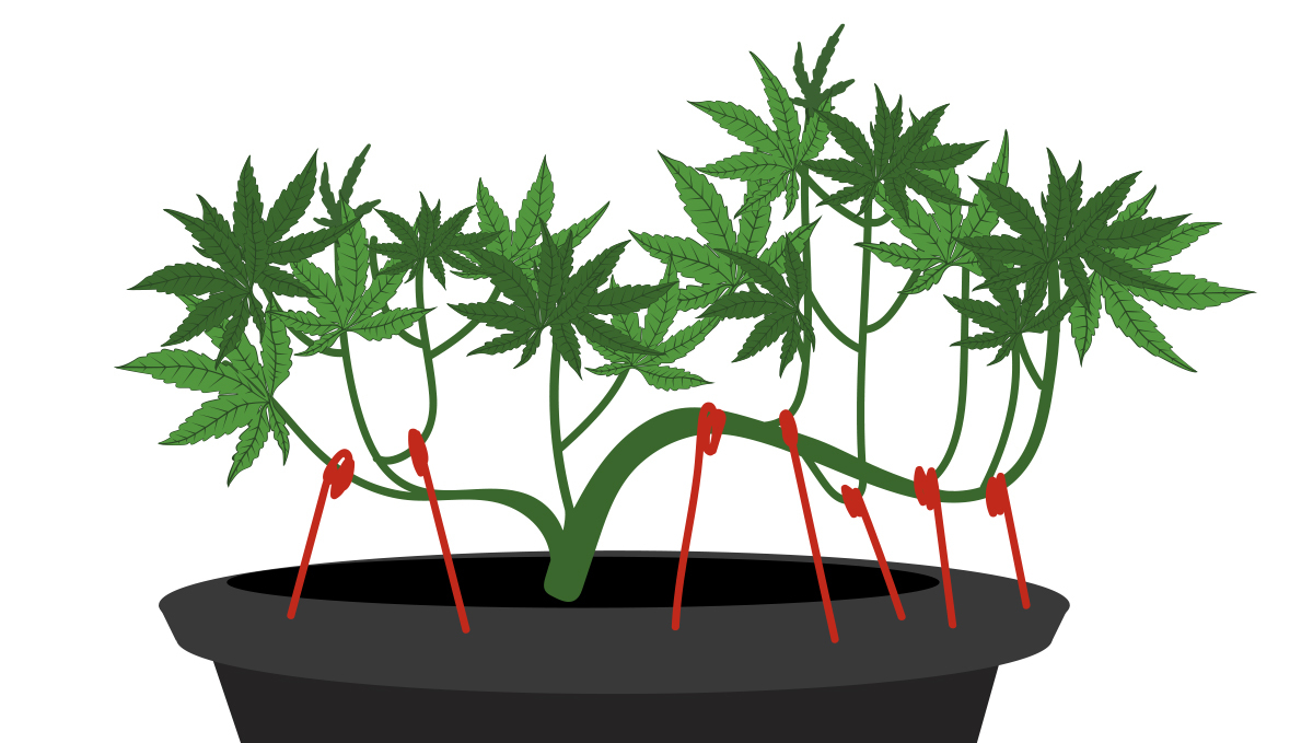 Mit Low-Stress-Trainings Methoden deinen Ertrag von Autoflowers steigern Mit Low-Stress-Trainings Methoden deinen Ertrag von Autoflowers steigern