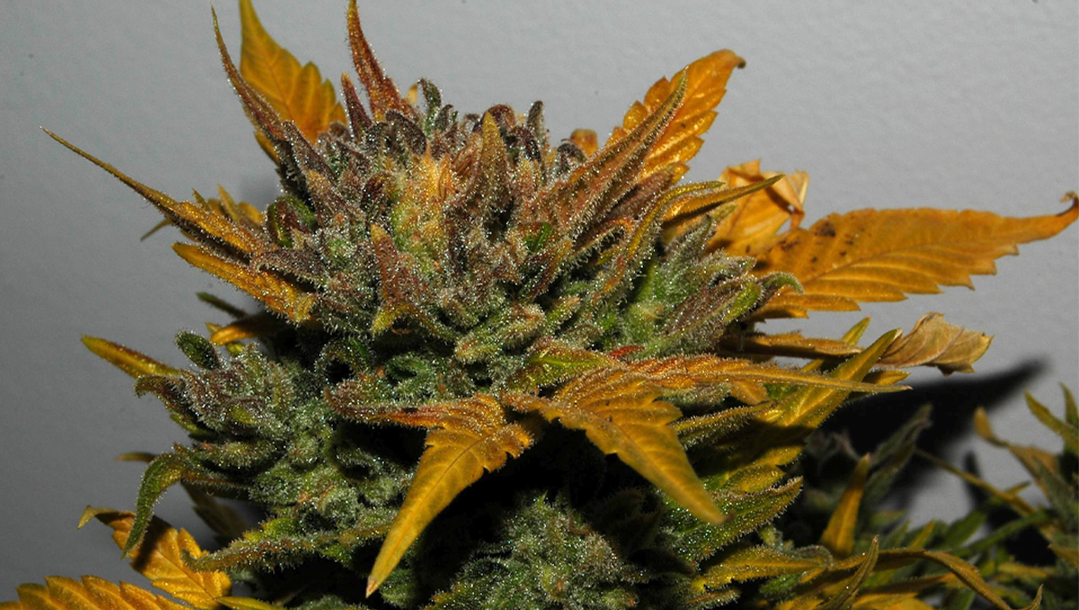 Northern Lights: specifications Northern Lights: specifications