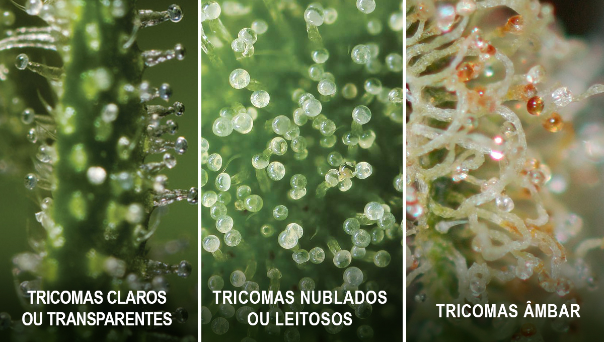 Colher a sua cannabis autoflorescente: estado dos tricomas Colher a sua cannabis autoflorescente: estado dos tricomas