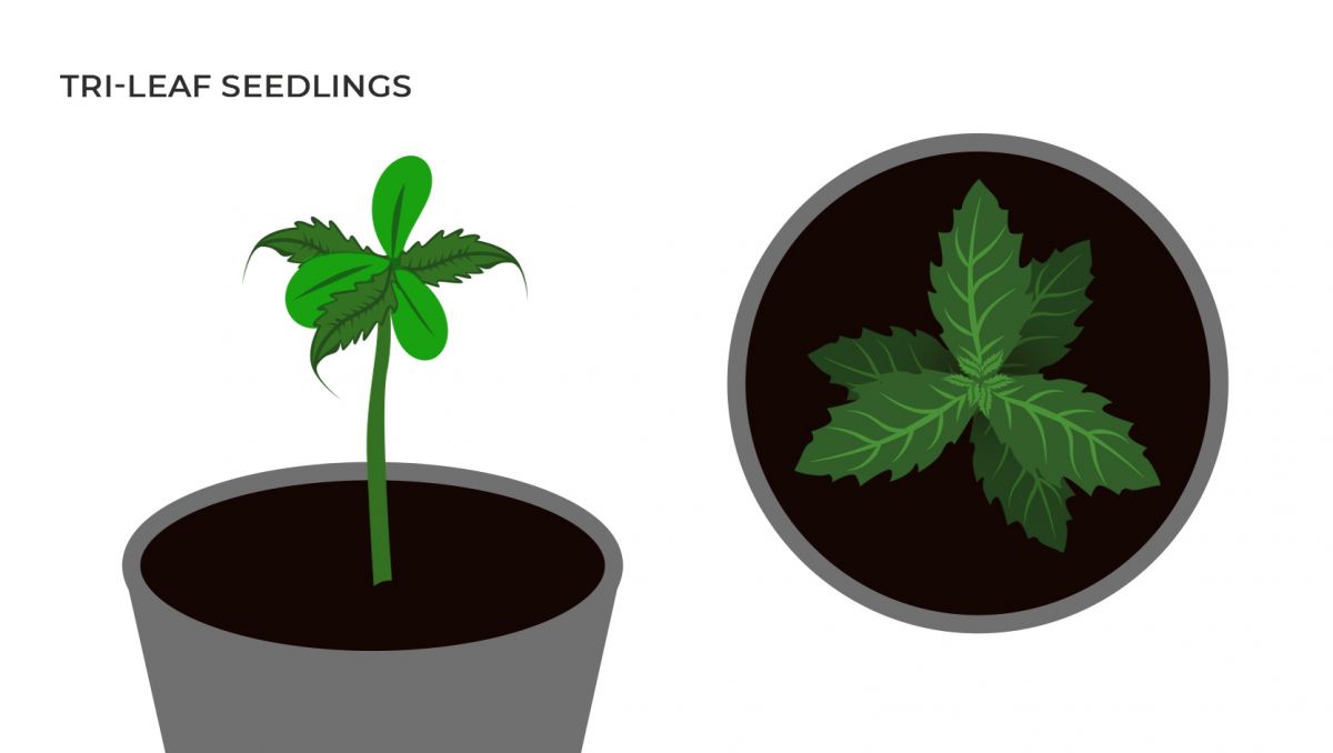 Common cannabis mutations: tri-leaf seedlings Common cannabis mutations: tri-leaf seedlings