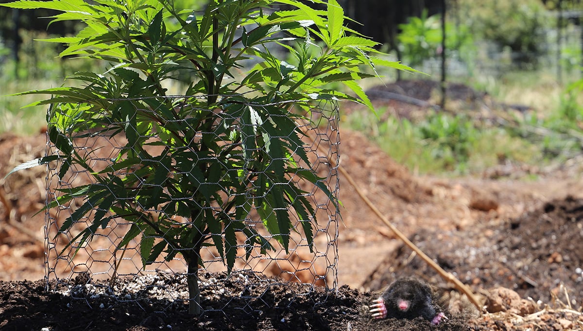 Protect Cannabis Outdoors: wire cage Protect Cannabis Outdoors: wire cage