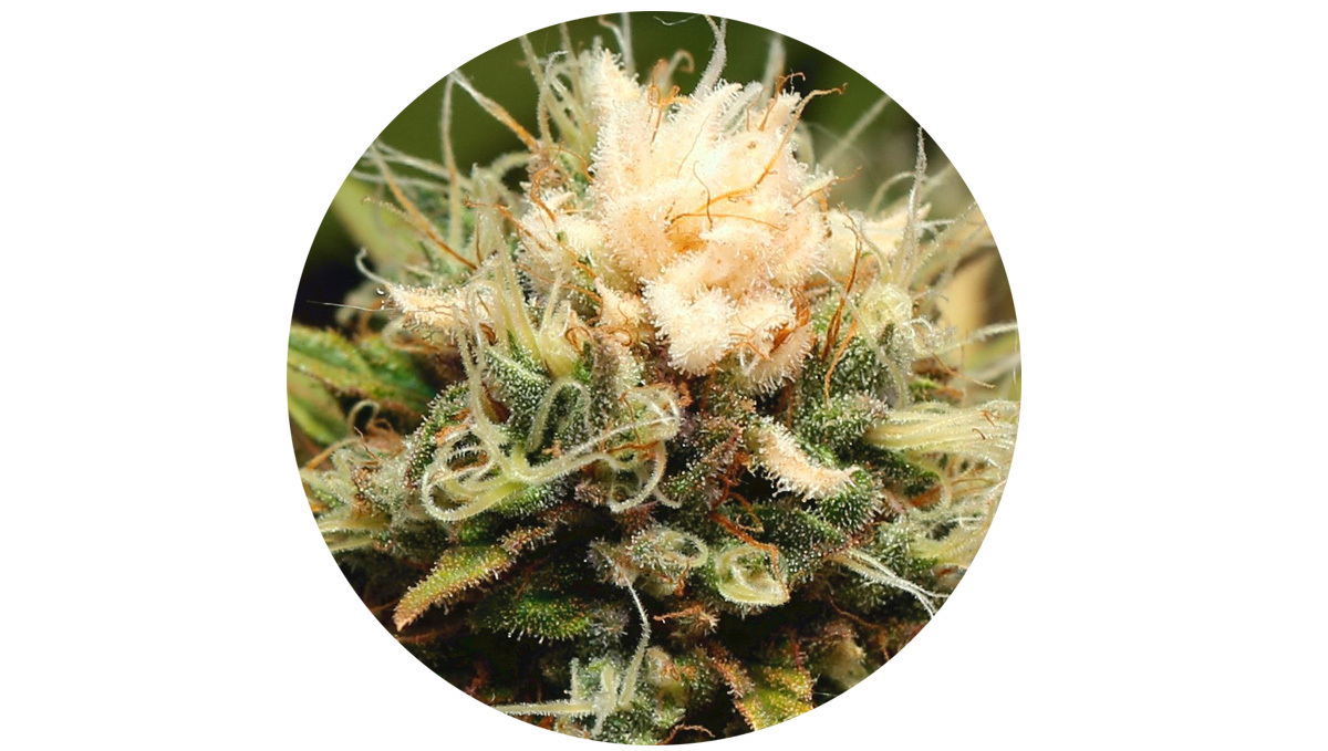 Cannabis Bud Bleaching