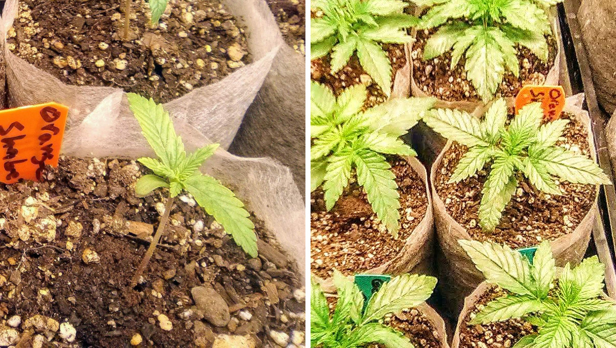 Orange Sherbet Auto Cannabis Strain Week-by-Week Guide: Grown-up seedlings ready for transplant Orange Sherbet Auto Cannabis Strain Week-by-Week Guide: Grown-up seedlings ready for transplant
