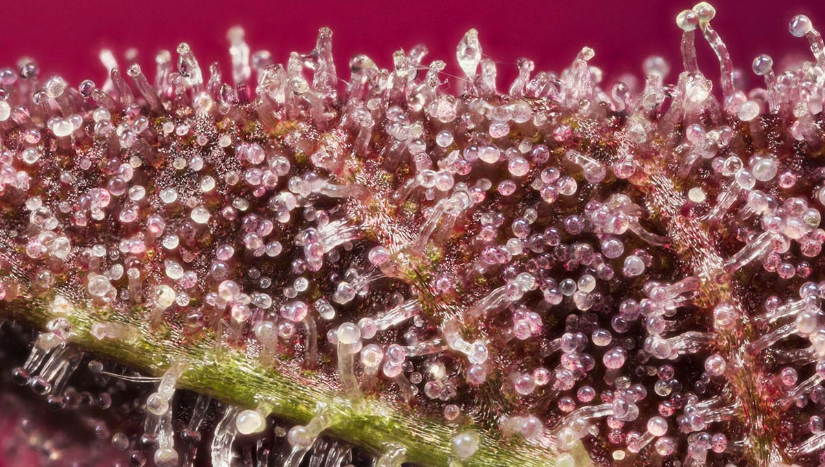 Macro photo of cannabis buds and their trichomes.