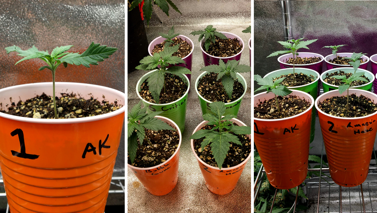 AK auto cannabis strain: week 2