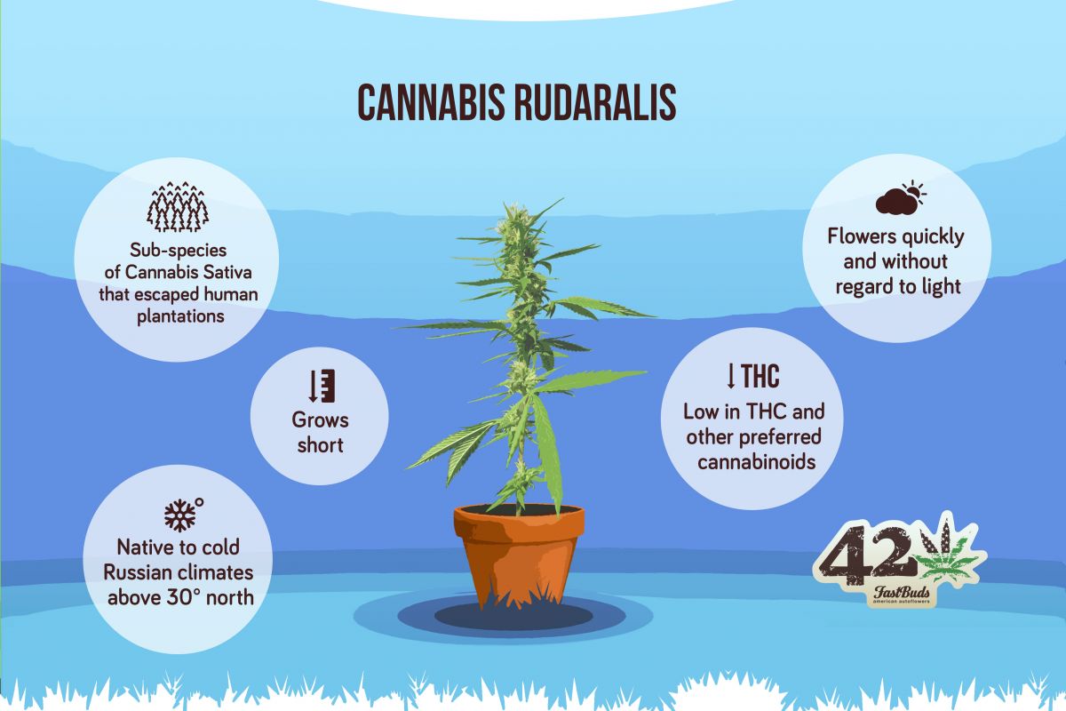 cannabis-rudaralis.jpg An infographic describing cannabis rudarlis