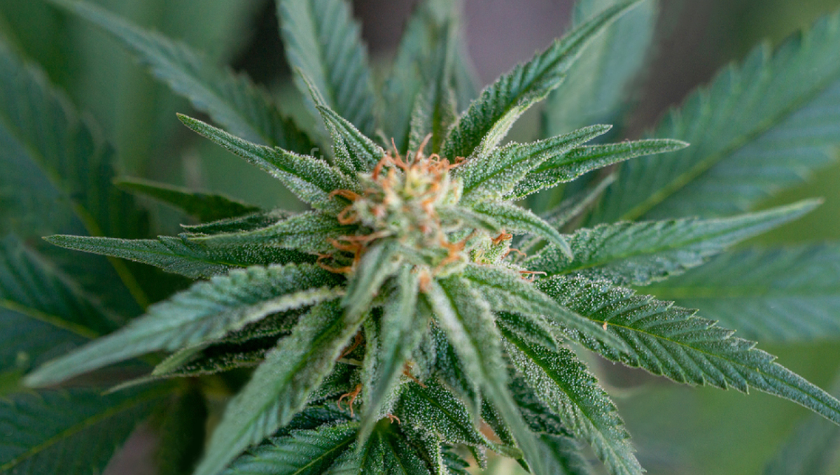 White Widow Auto guide: crying widow myth White Widow Auto guide: crying widow myth