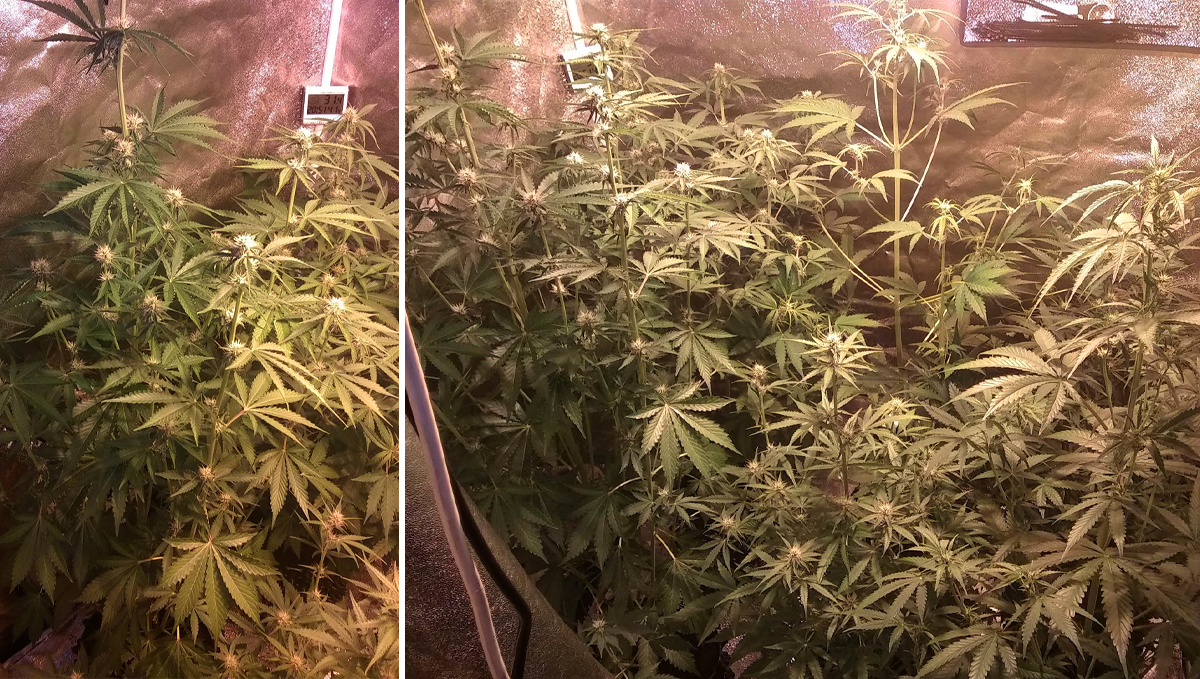 Cheese Auto: week 6 Cheese Auto: week 6