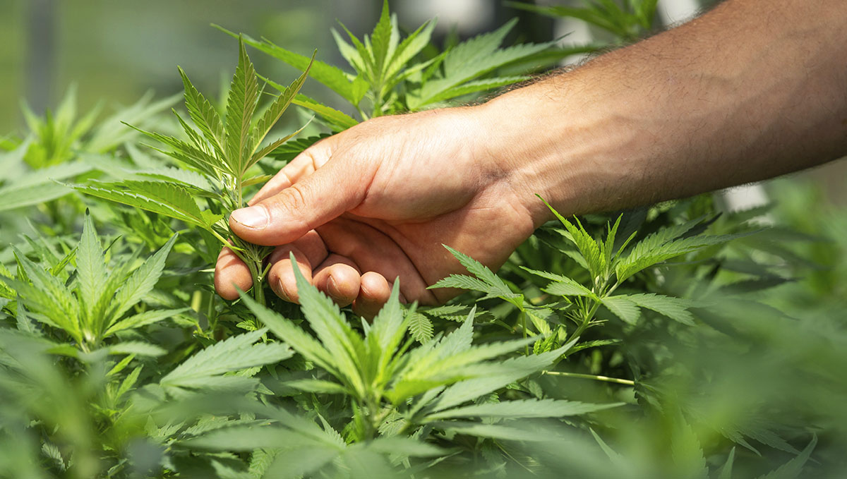 Are you willing to put time and effort into growing your own weed? Are you willing to put time and effort into growing your own weed?