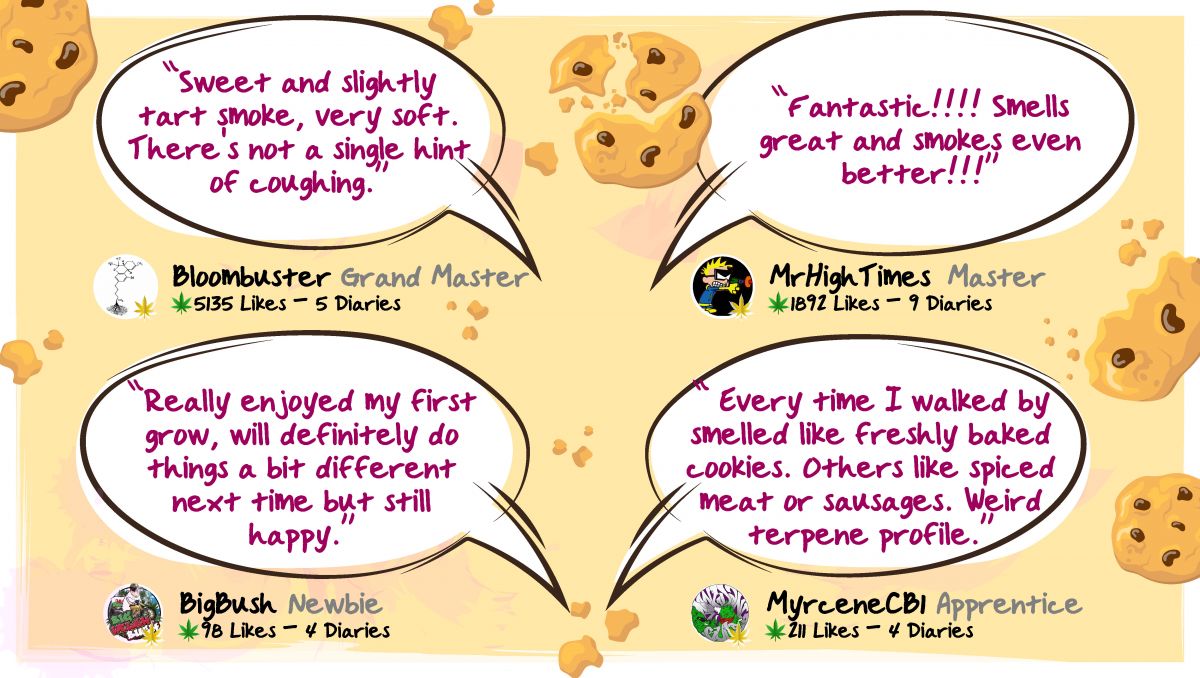 Gorilla Cookies Auto Cannabis Strain Week-by-Week Guide: Growers review the smoke