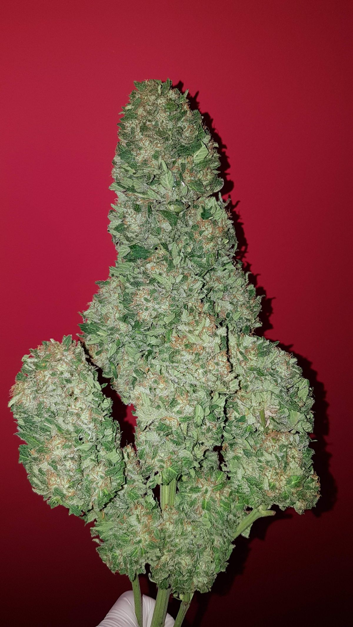 1436327_zambeza-pineapple-express-grow-journal-by-northerngrowers-growdiariesfastbudspineapple-express.jpg Pineapple express by zambeza