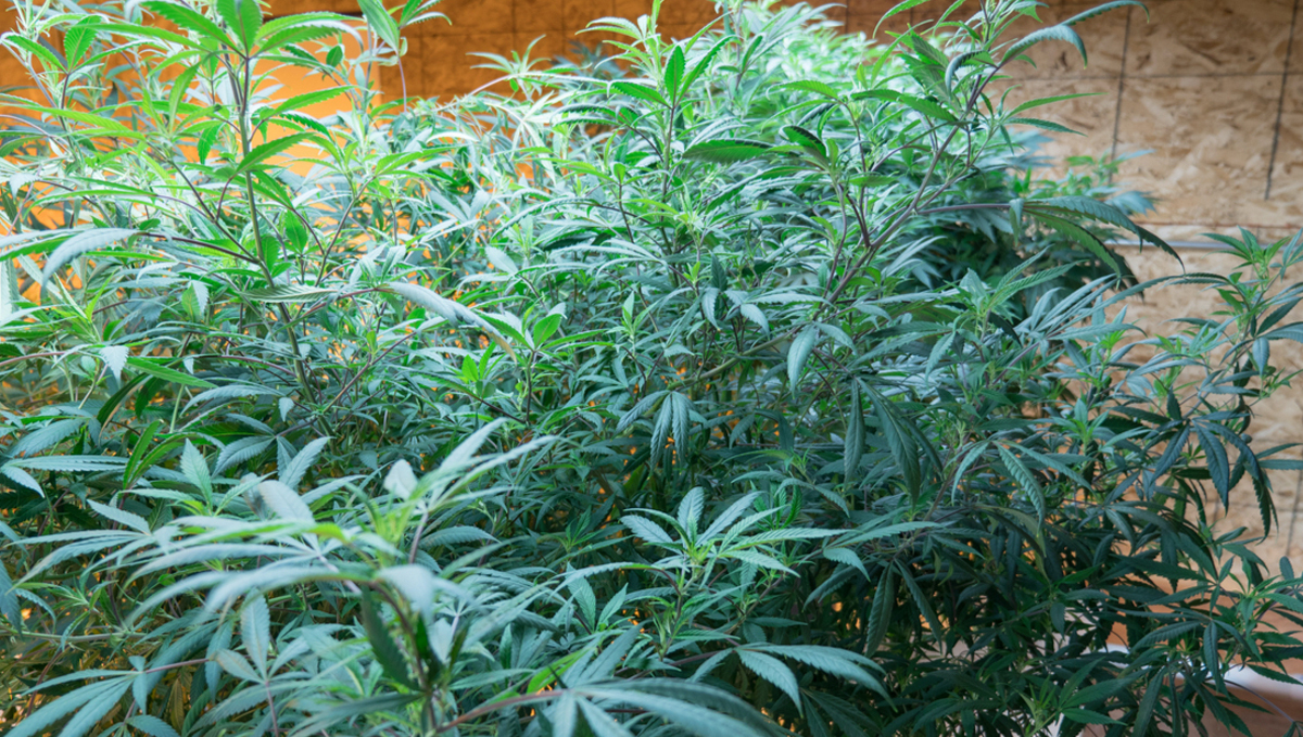 Mother plant care: why should i keep a mother plant? Mother plant care: why should i keep a mother plant?