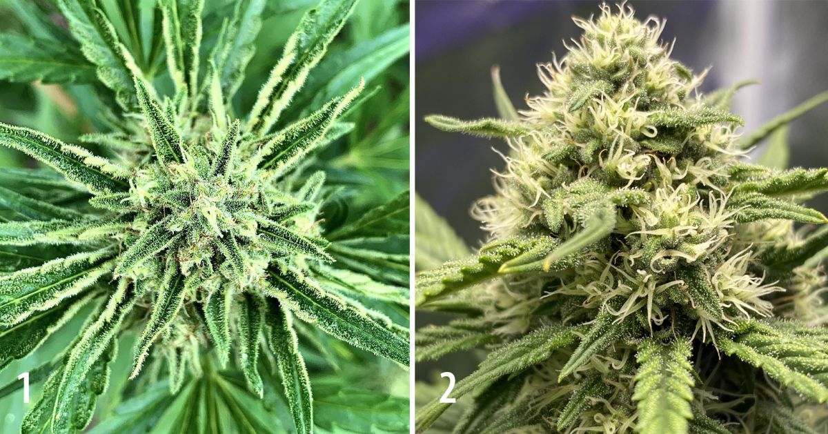 Colher a sua cannabis autoflorescente: maturação das flores na semana 9 Colher a sua cannabis autoflorescente: maturação das flores na semana 9
