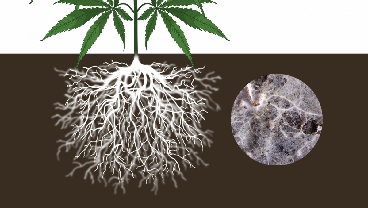 Benefits of microorganisms: endo mycorrhizae Benefits of microorganisms: endo mycorrhizae